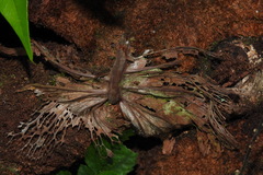 Drynaria meyeniana