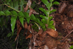 Drynaria meyeniana