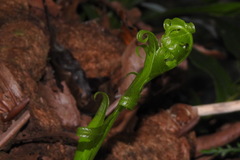 Drynaria meyeniana