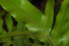 Drynaria meyeniana