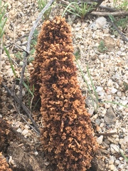 Pholisma arenarium