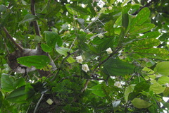 Clematis henryi