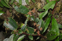 Pilea somae