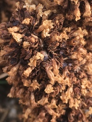 Pholisma arenarium