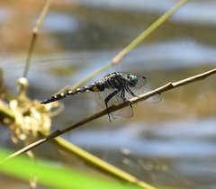 Onychothemis testacea