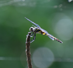 Onychothemis testacea
