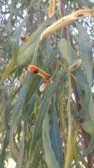 Acacia salicina