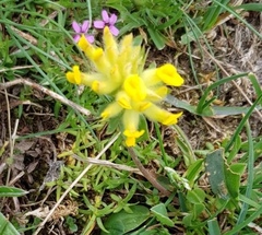 Anthyllis vulneraria alpestris