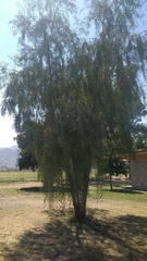 Acacia salicina