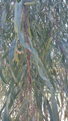 Acacia salicina