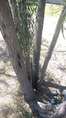 Acacia salicina