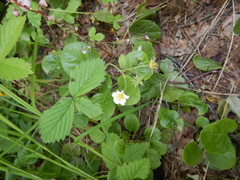 Fragaria orientalis