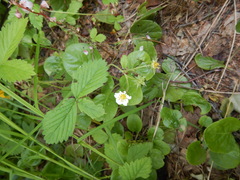 Fragaria orientalis