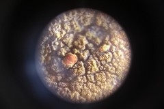 Lecanoromycetes