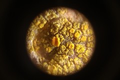 Lecanoromycetes