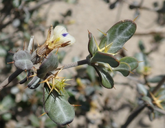 Blepharis calcitrapa