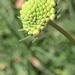 藍盆花屬 - Photo 由 Alexander Iosipenko 所上傳的 (c) Alexander Iosipenko，保留部份權利CC BY-NC