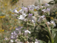 Eriodictyon trichocalyx lanatum