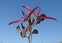 Anisotes madagascariensis