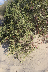 Anisotes madagascariensis