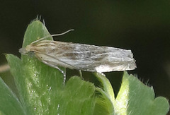Eucosma olivaceana