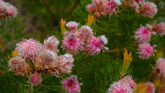 Serruria rosea