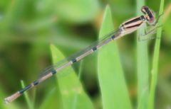 Enallagma doubledayi