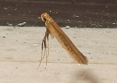 Caloptilia hypericella