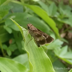 Platylesches moritili