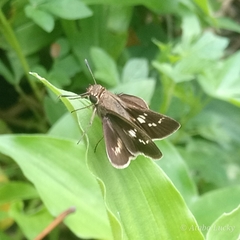 Platylesches moritili