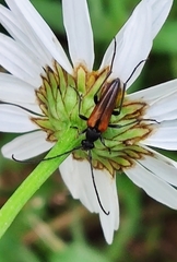 Stenurella melanura