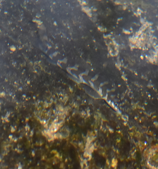 Mesonoemacheilus
