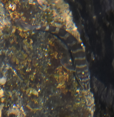 Mesonoemacheilus
