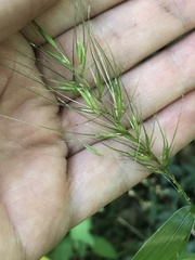 Elymus hystrix