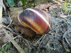 Helix lucorum