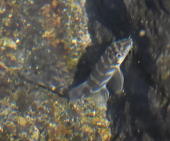 Mesonoemacheilus