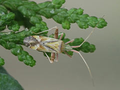 Phytocoris flammula