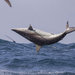 Carcharhinus brevipinna - Photo 由 Niall Perrins 所上傳的 (c) Niall Perrins，保留部份權利CC BY-NC