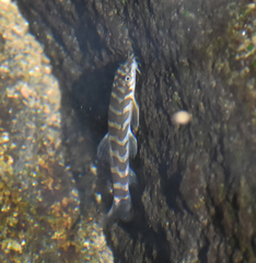 Mesonoemacheilus