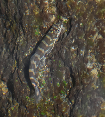 Mesonoemacheilus