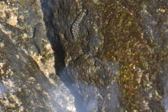 Mesonoemacheilus