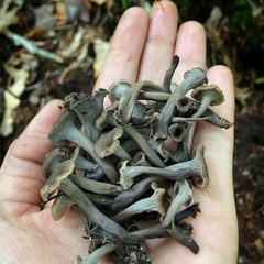 Craterellus