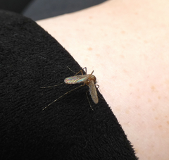 Coquillettidia richiardii