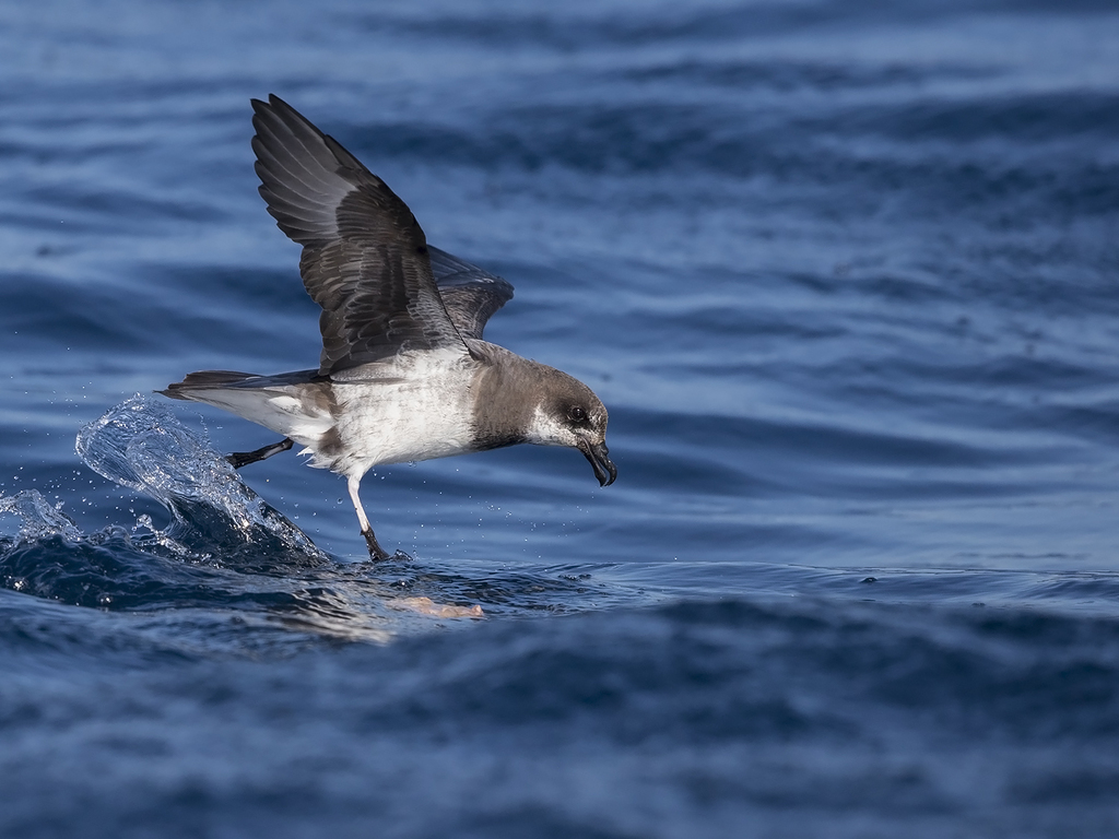 Soft-plumaged Petrel photo