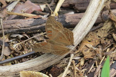 Junonia goudotii