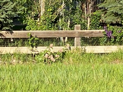 Asclepias speciosa