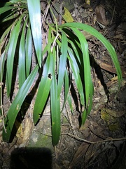 Dianella atraxis