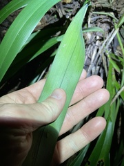 Dianella atraxis