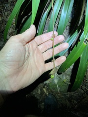 Dianella atraxis