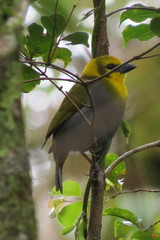 Ploceus nelicourvi